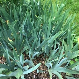 An  overcrowded bed of iris