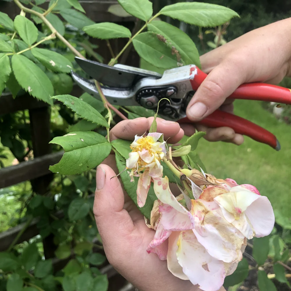 Cut off spent spray
