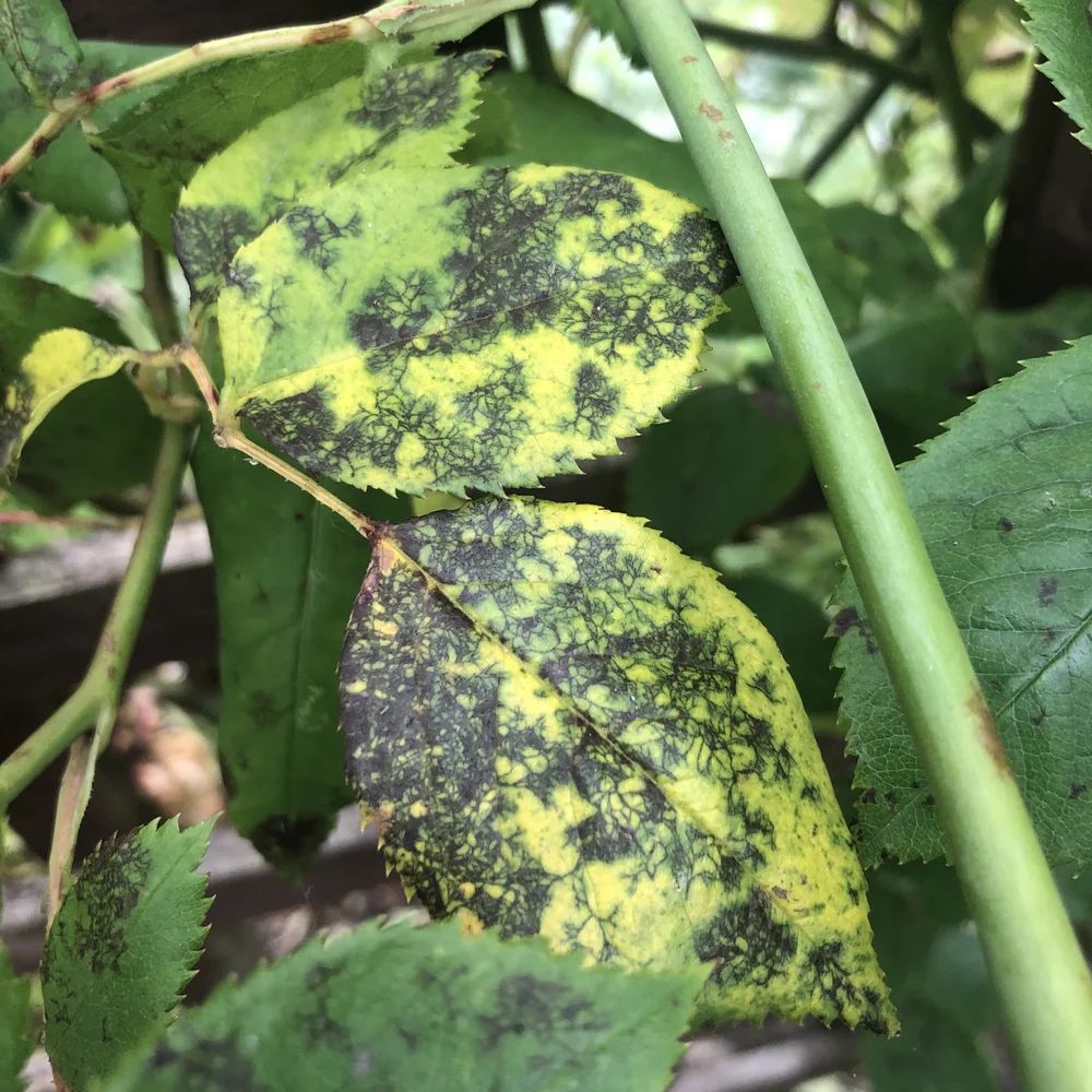 Black spot on leaves