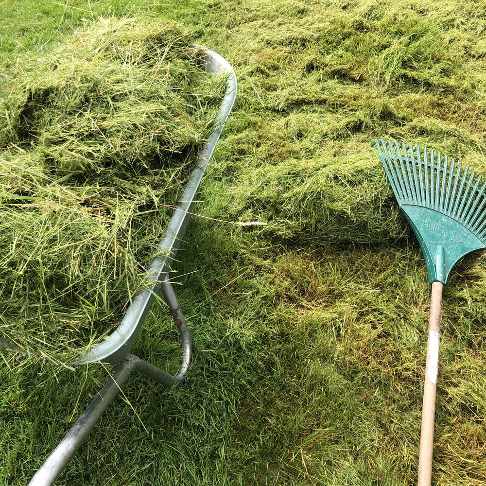 Raking and removing  the cut grass