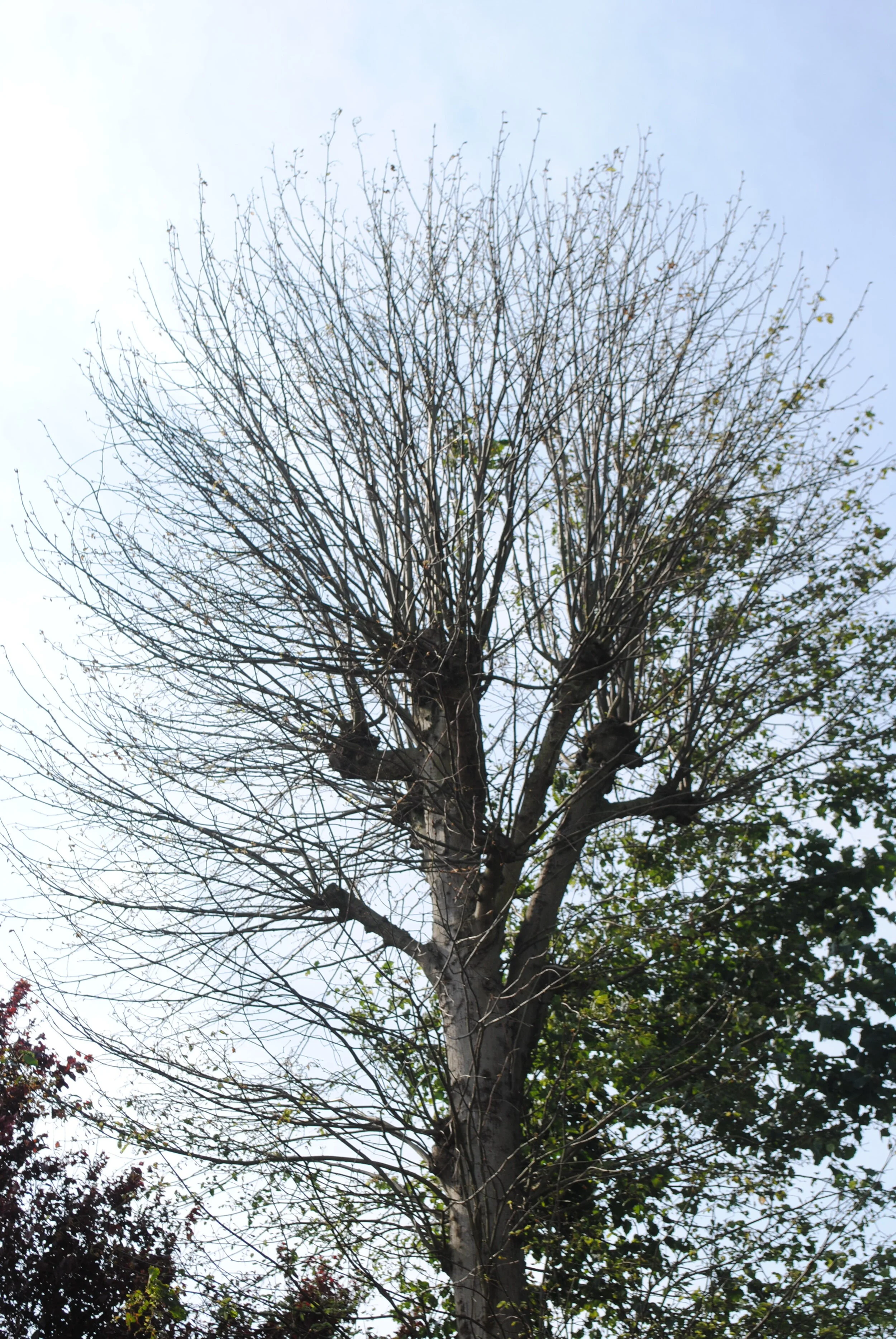 Lime tree in June