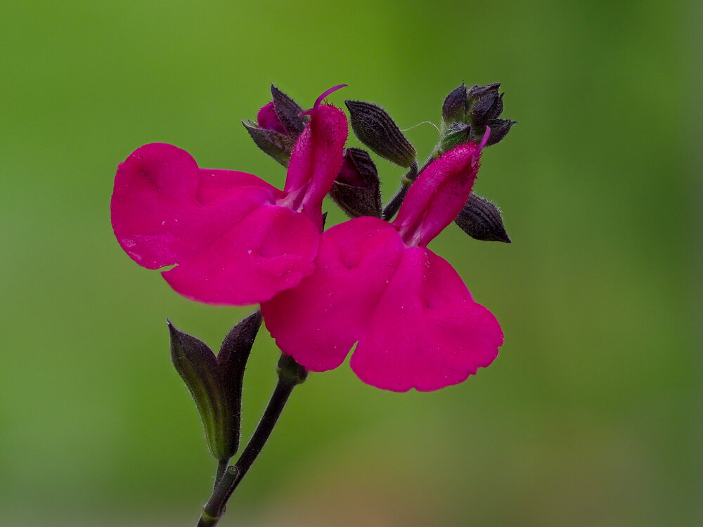Pink Salvia.jpg