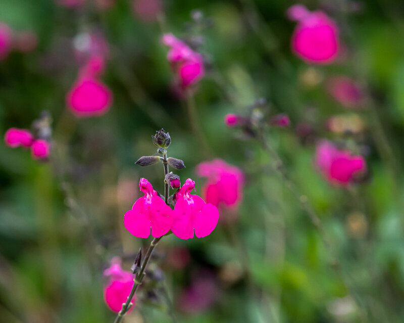 Pink Salvia 3.jpg