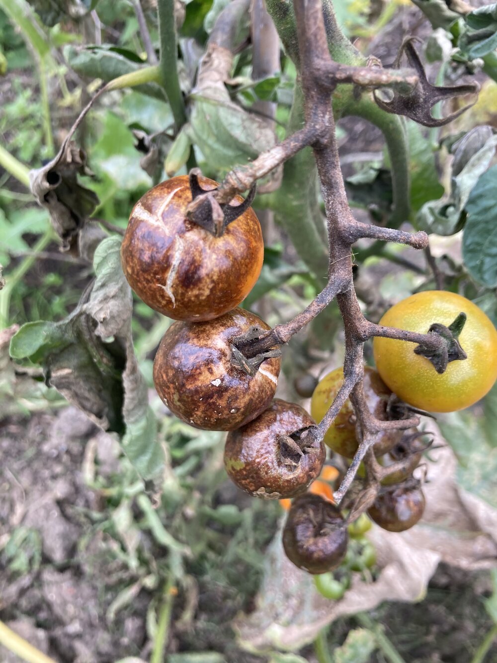 On the fruit