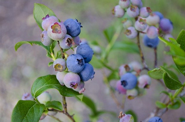 blueberries-g20865bfc5_640.jpg