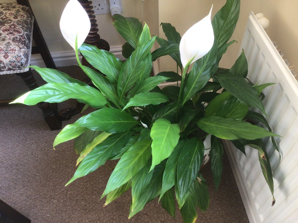 Spathiphylium Peace Lily