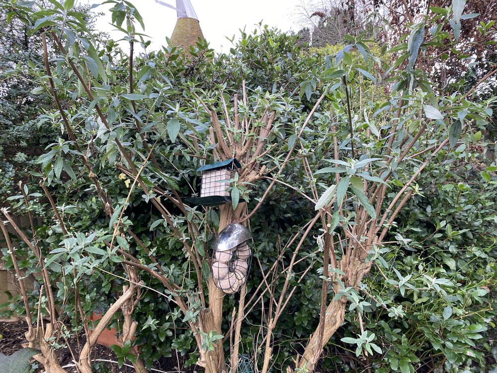 Food hanging from the buddleia