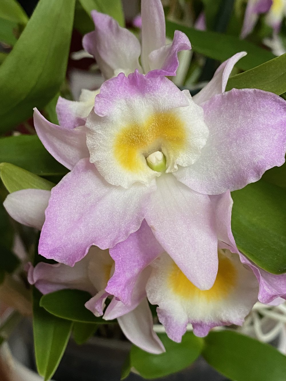 orchid2.jpg