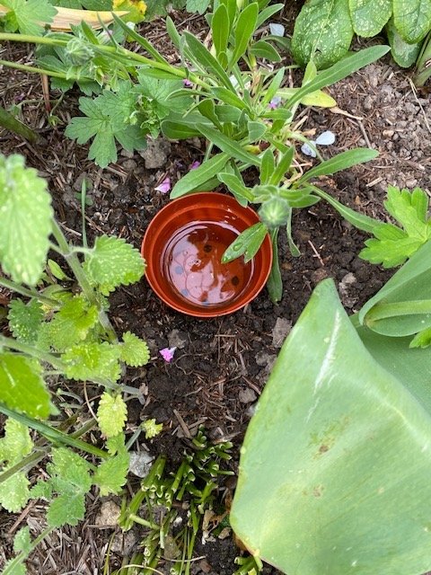 A sunken plant pot