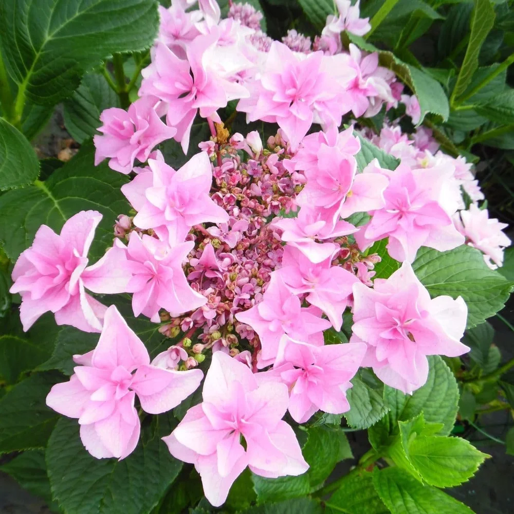 Doppio Rosa