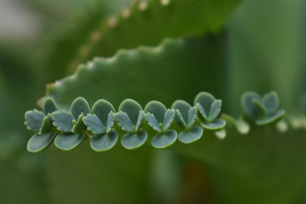 mother-of-thousands.jpg