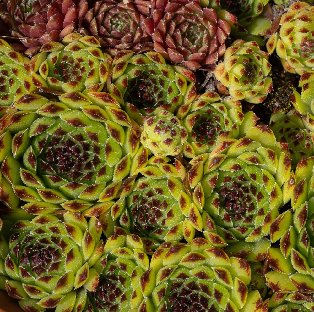 Sempervivum 2 .jpg