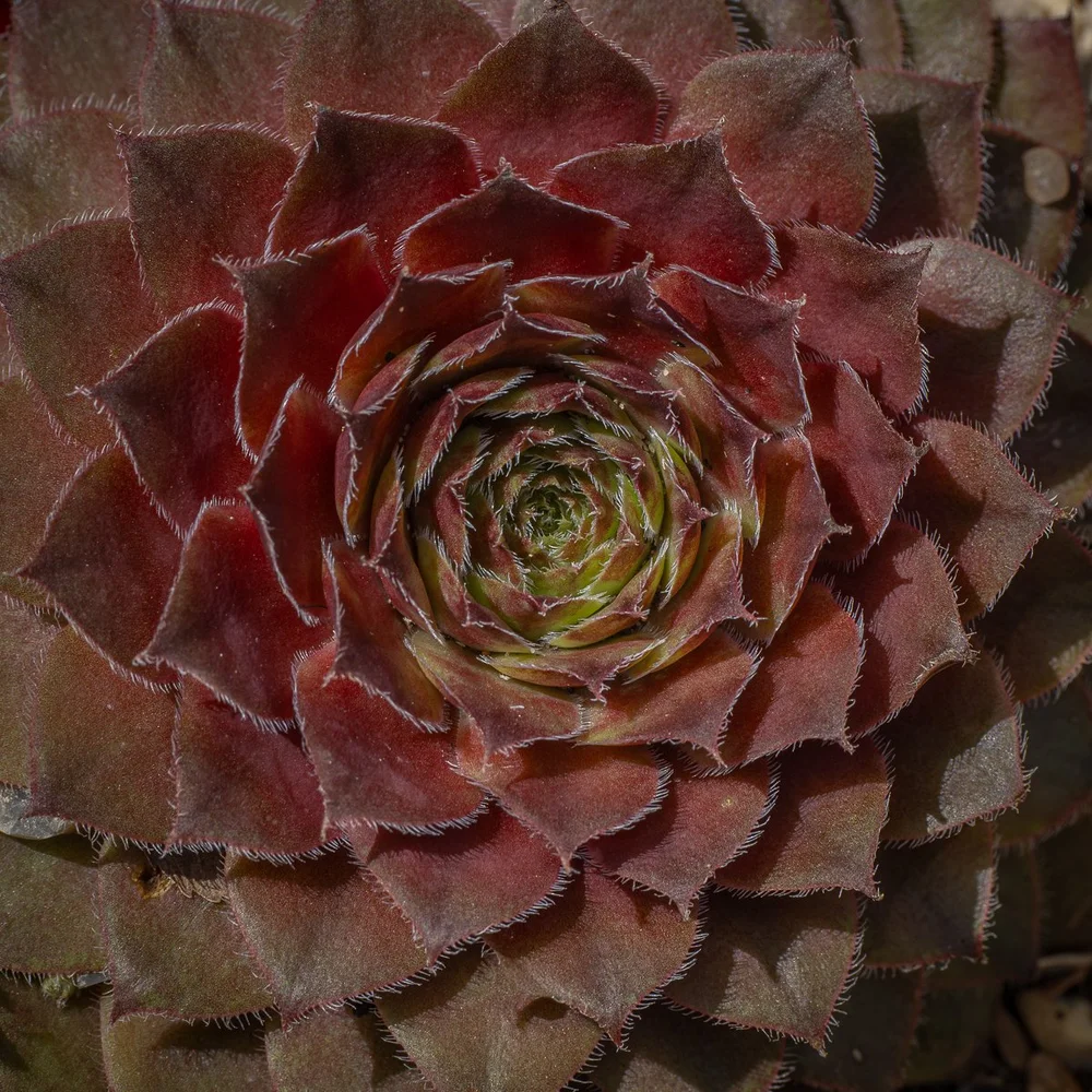Sempervivum 1 .jpg