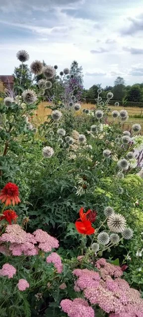 alys garden.jpg
