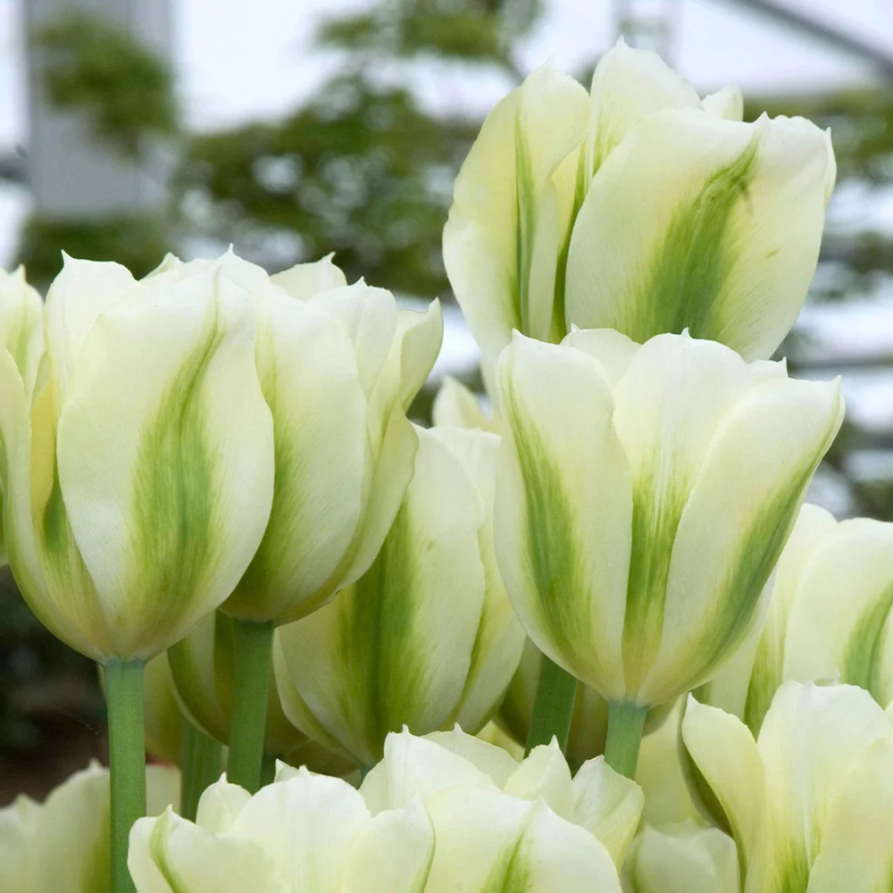 Viridiflora - Spring Green