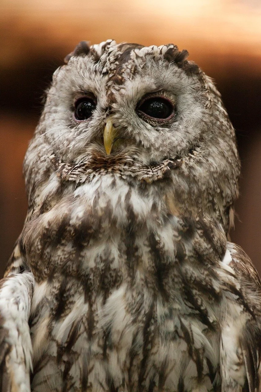 Tawny Owls – sleepless nights and mixed metaphors?