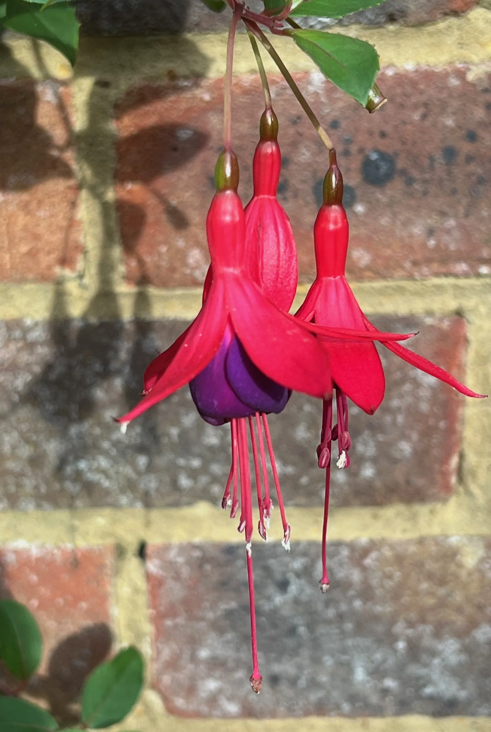 Fuchsia 'Army Nurse'