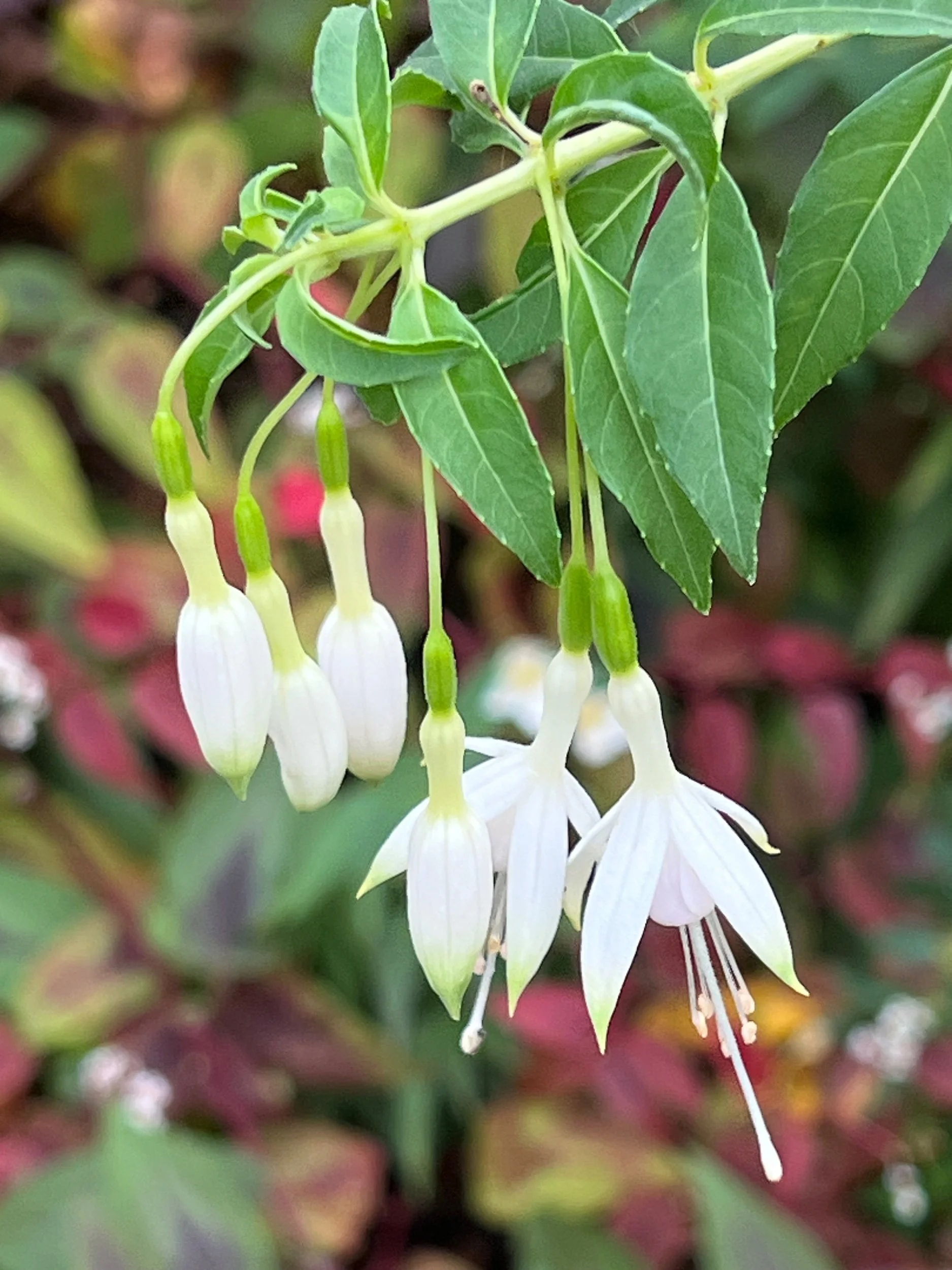 Fuchsia Magellanica 'Hawkshead'