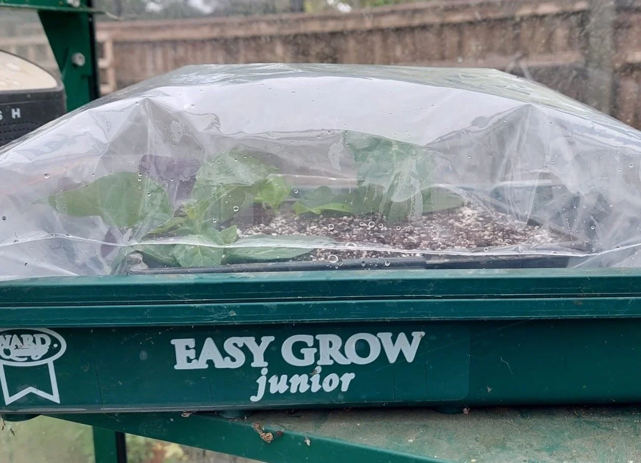 softwoodcuttings2.jpg
