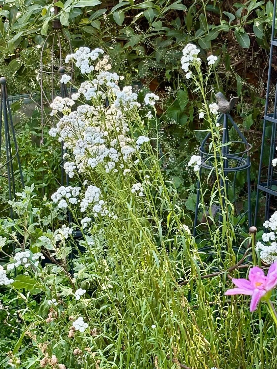 Zub achillea.jpeg