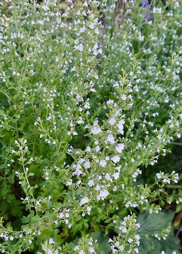 Judy origanum.jpeg