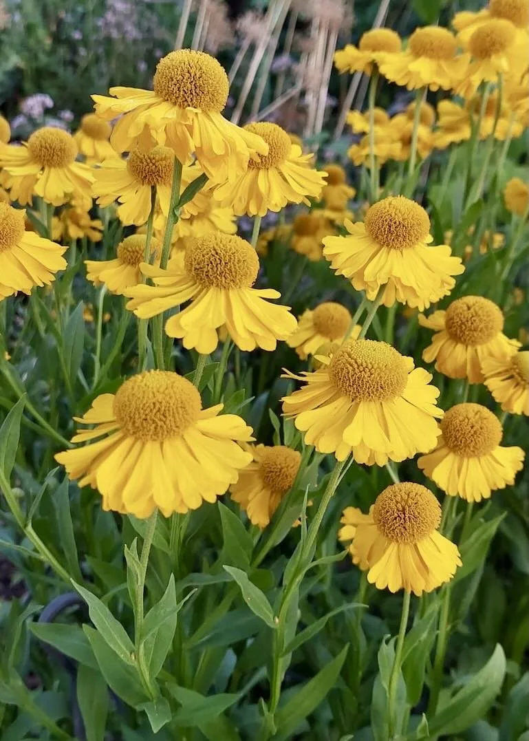 Judy helenium.jpeg