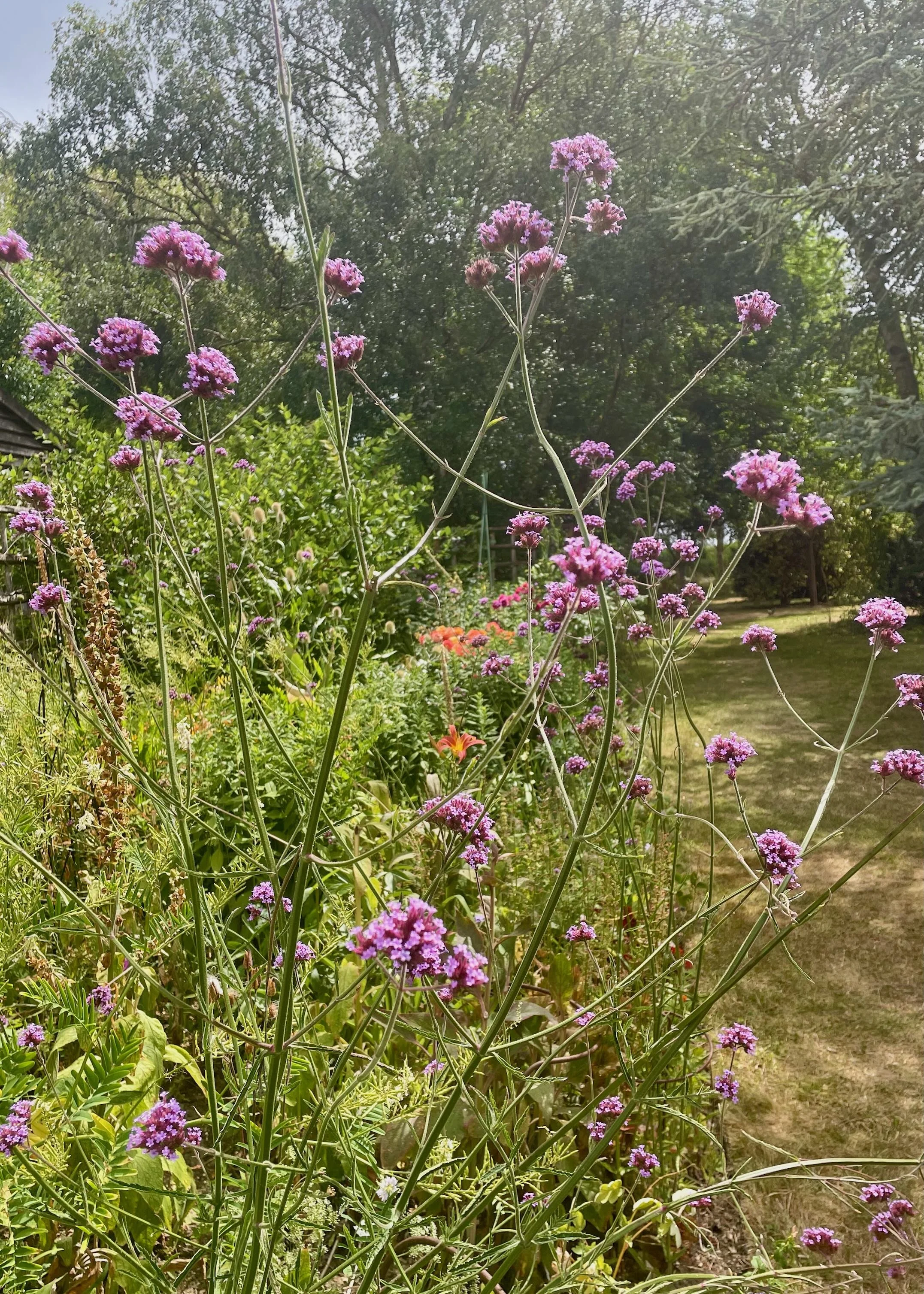 Verbena bonariensis.jpg