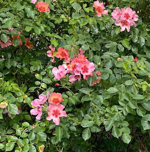 rosa persicaria.jpg