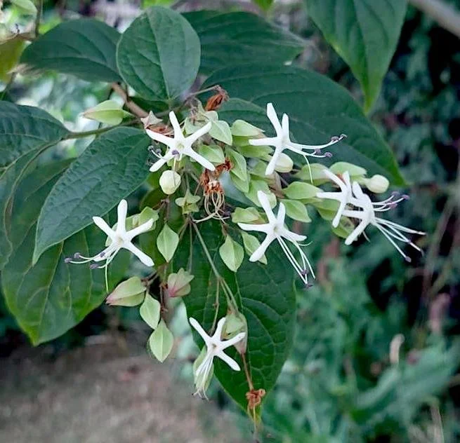 clerodendrum.jpg