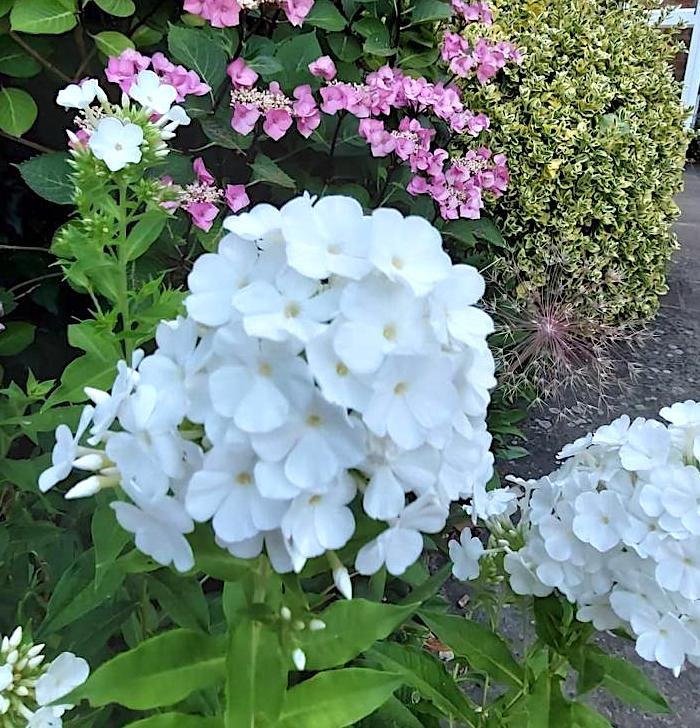 judys phlox.jpg