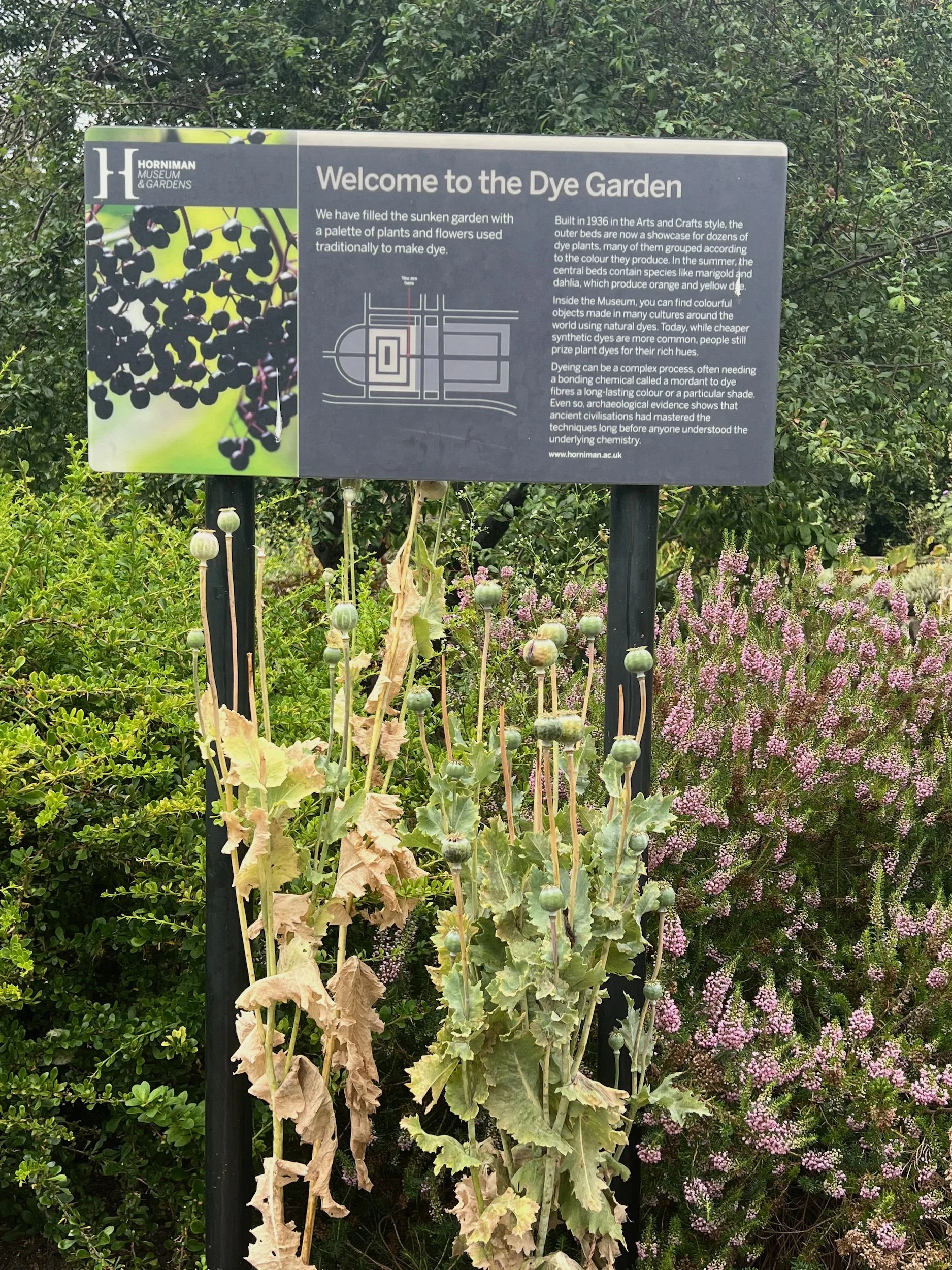 horniman5.jpg