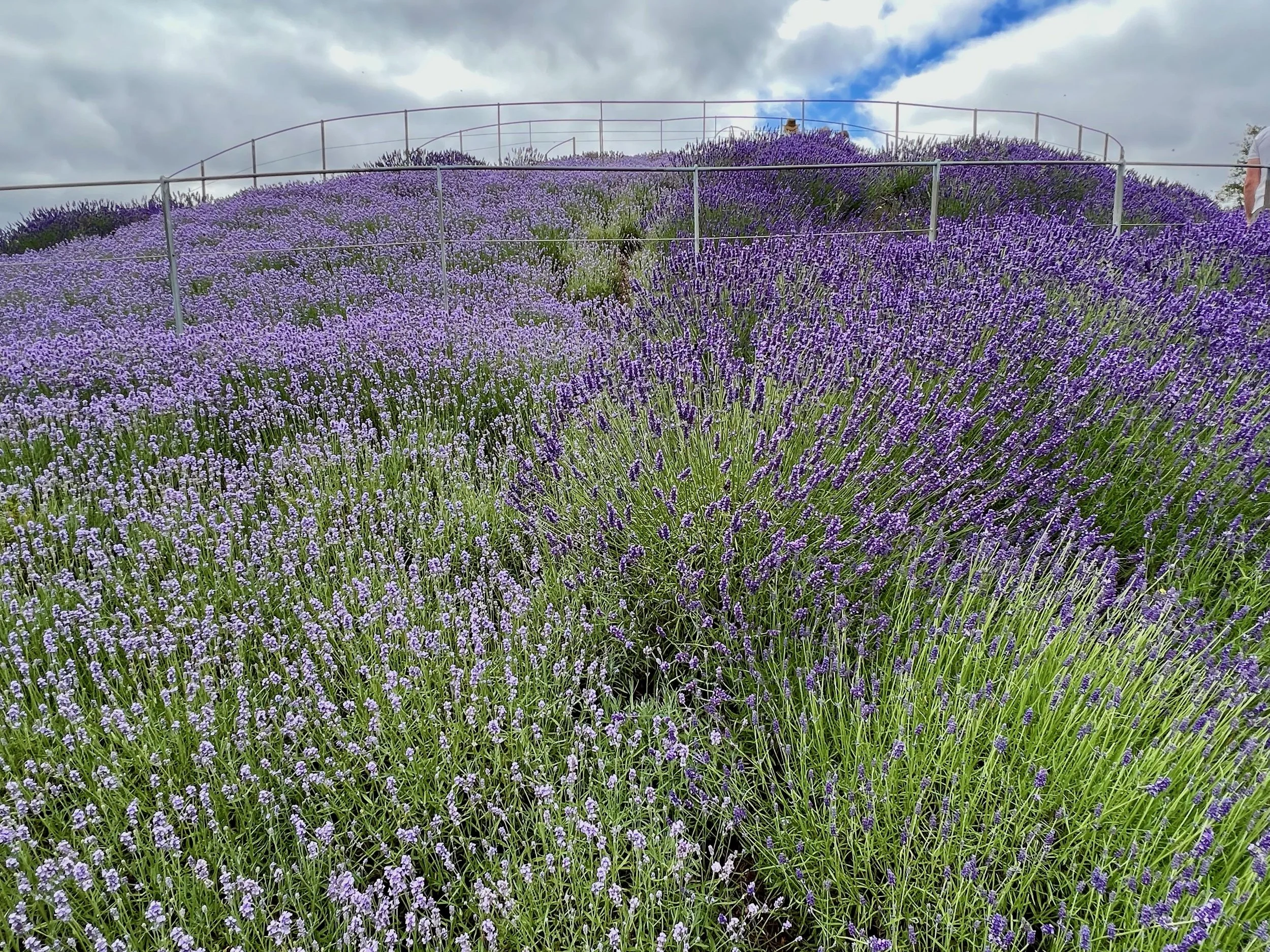 July Wisley Lavender.jpg