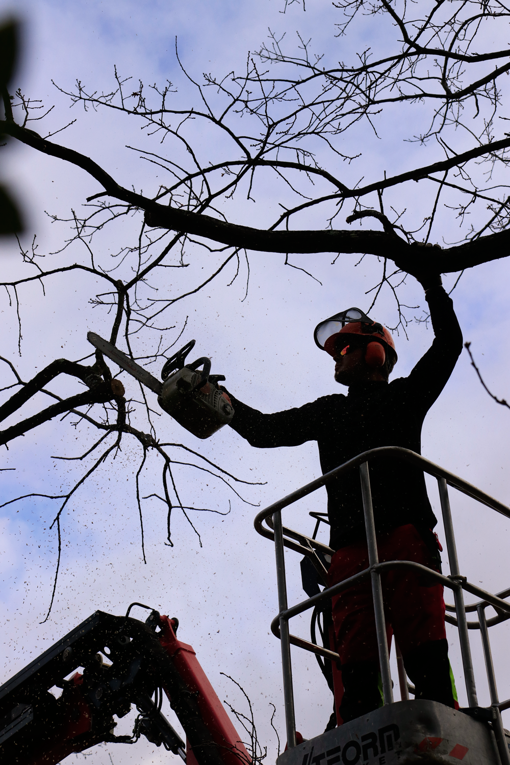 taille d'arbres en hauteur