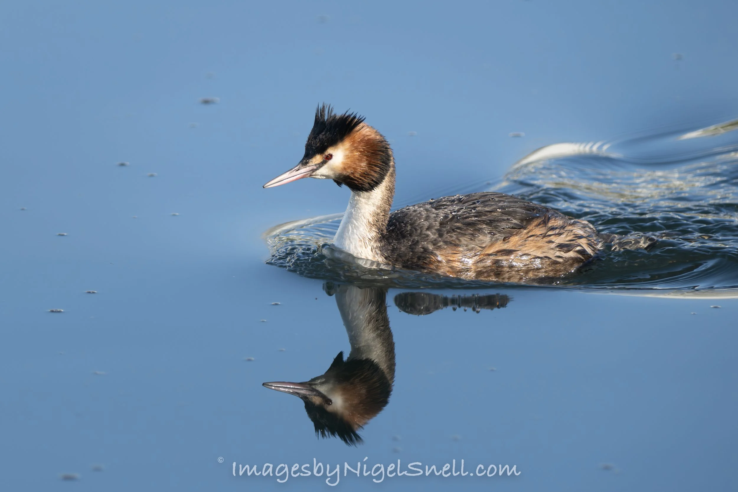 Great Crested Grebe 9953