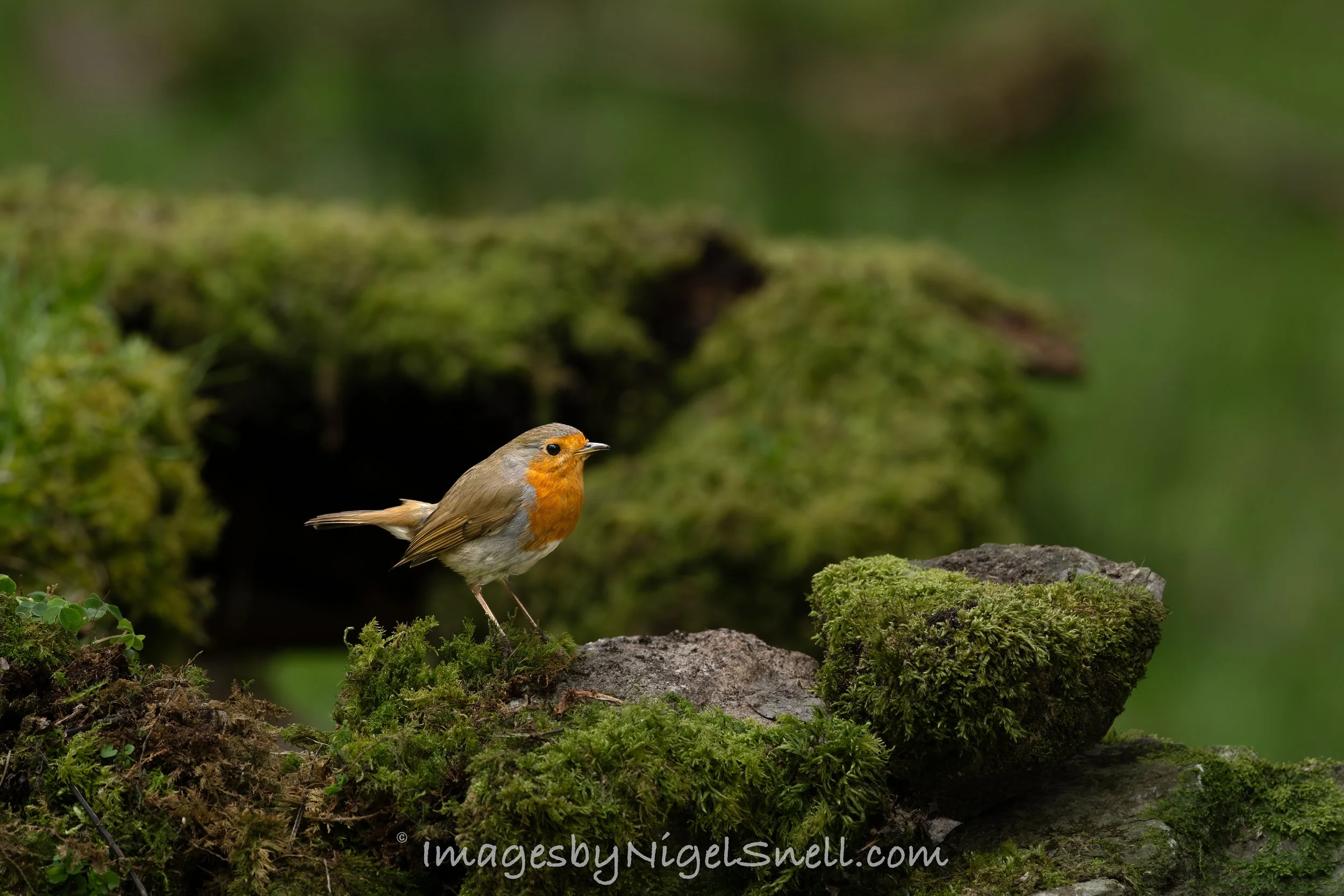 Robin 2971