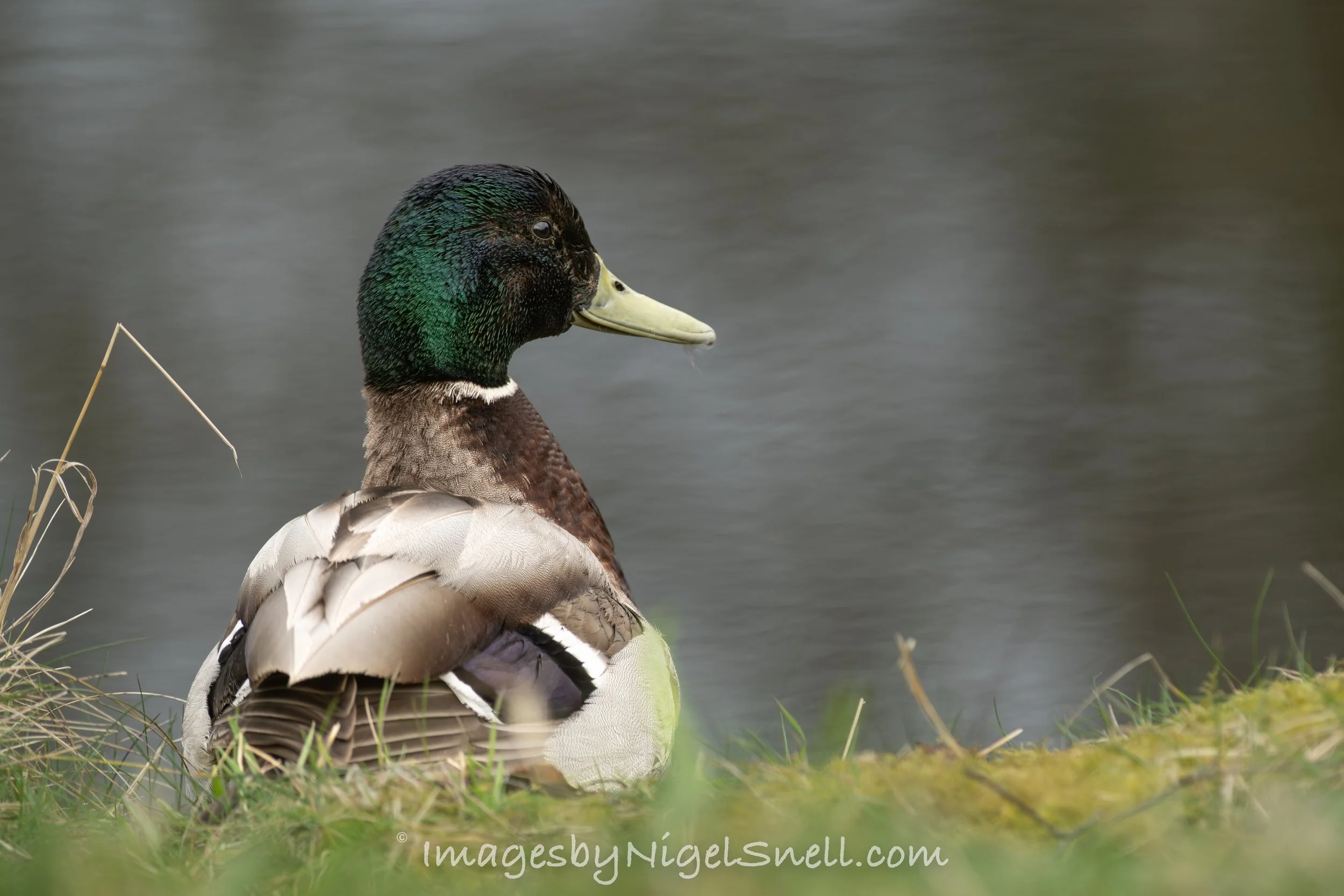 Mallard 4485