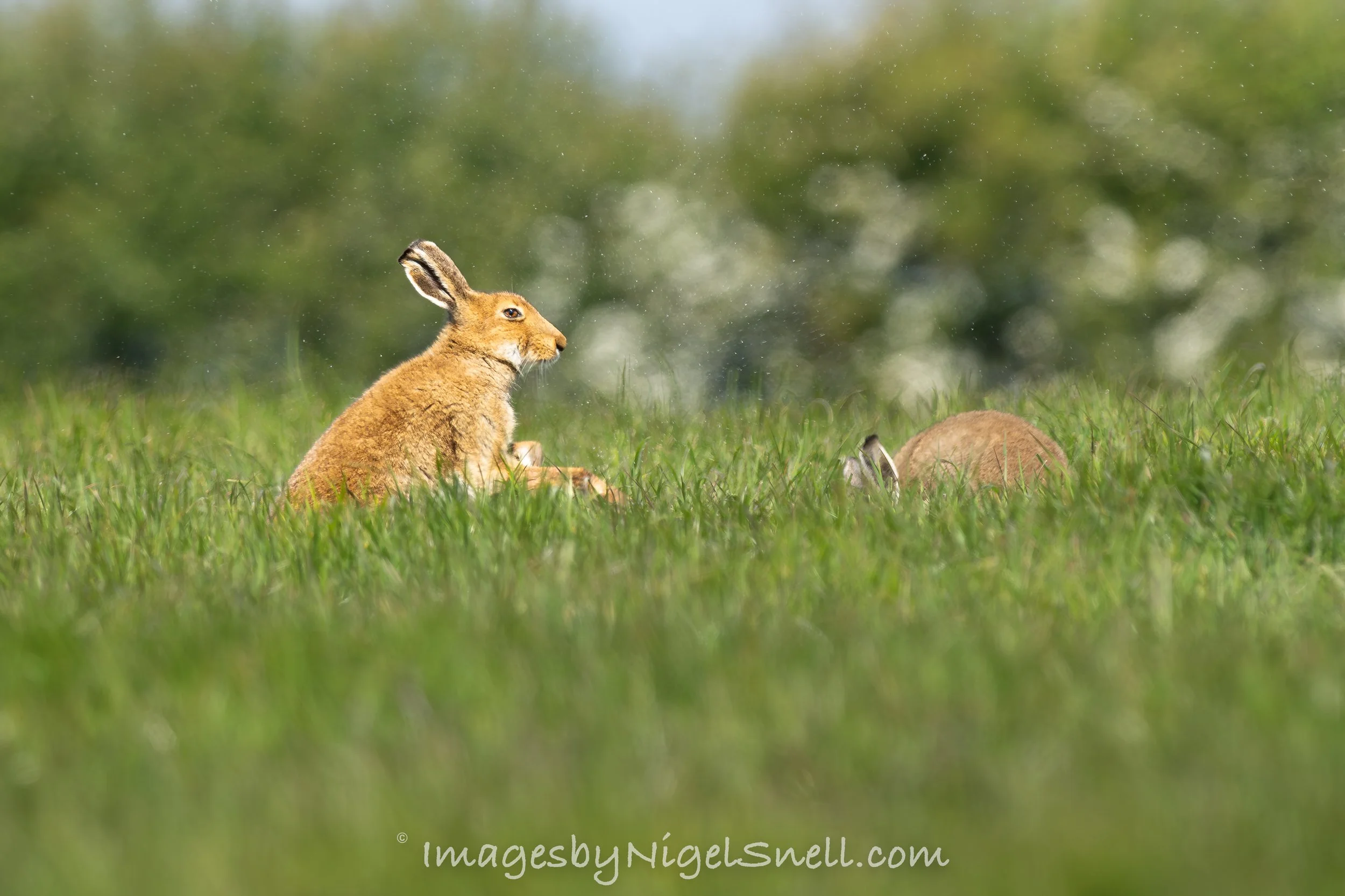 Irish Hare 0520