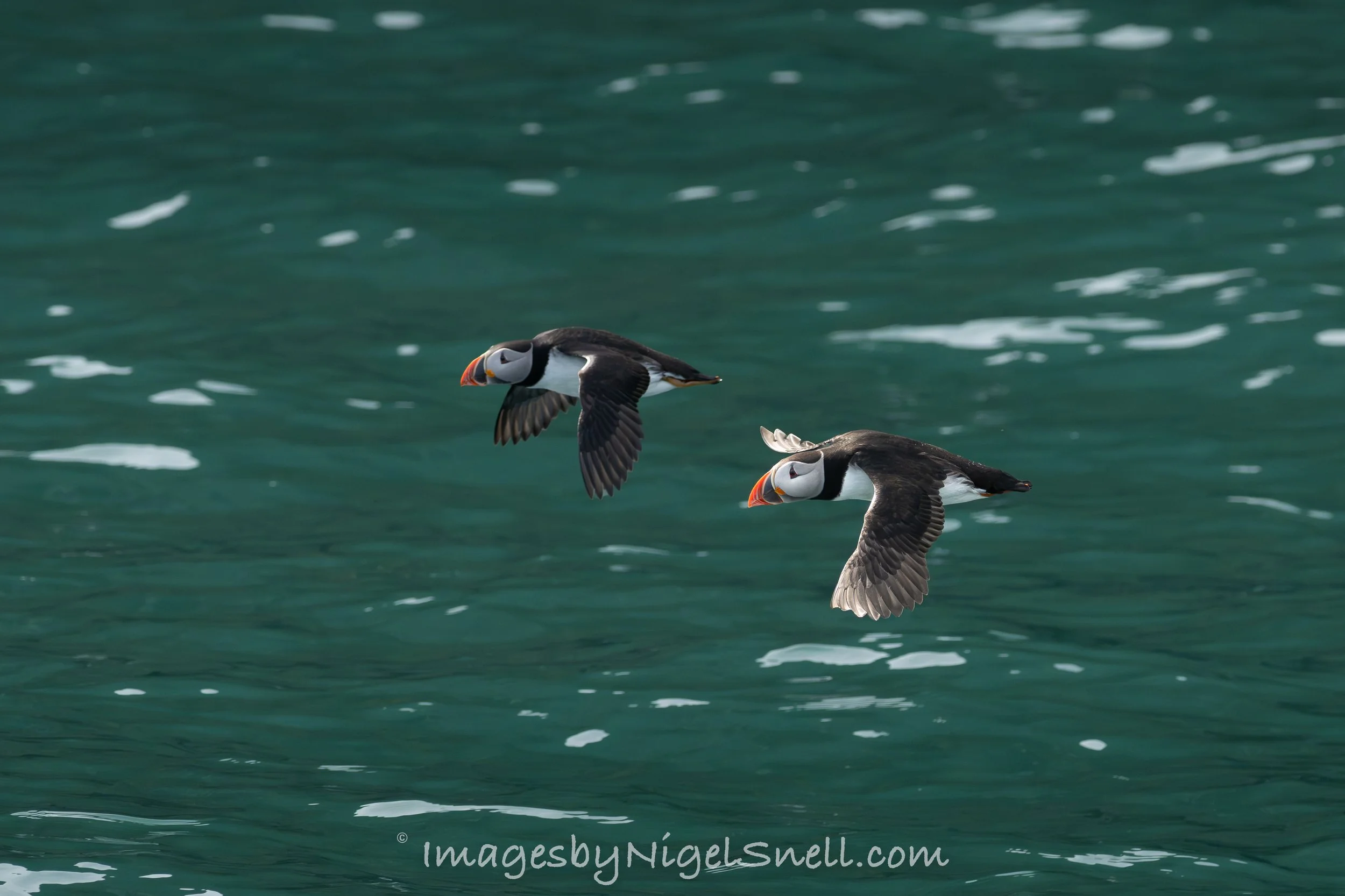 Puffin pair 4291