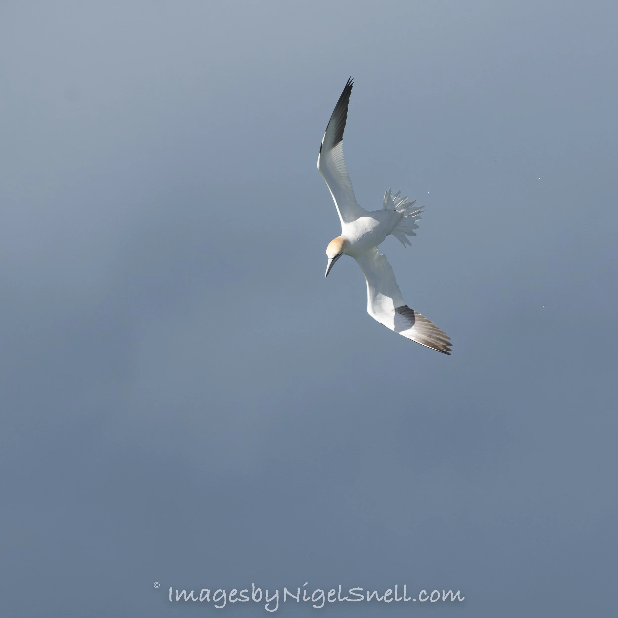Gannet 6505