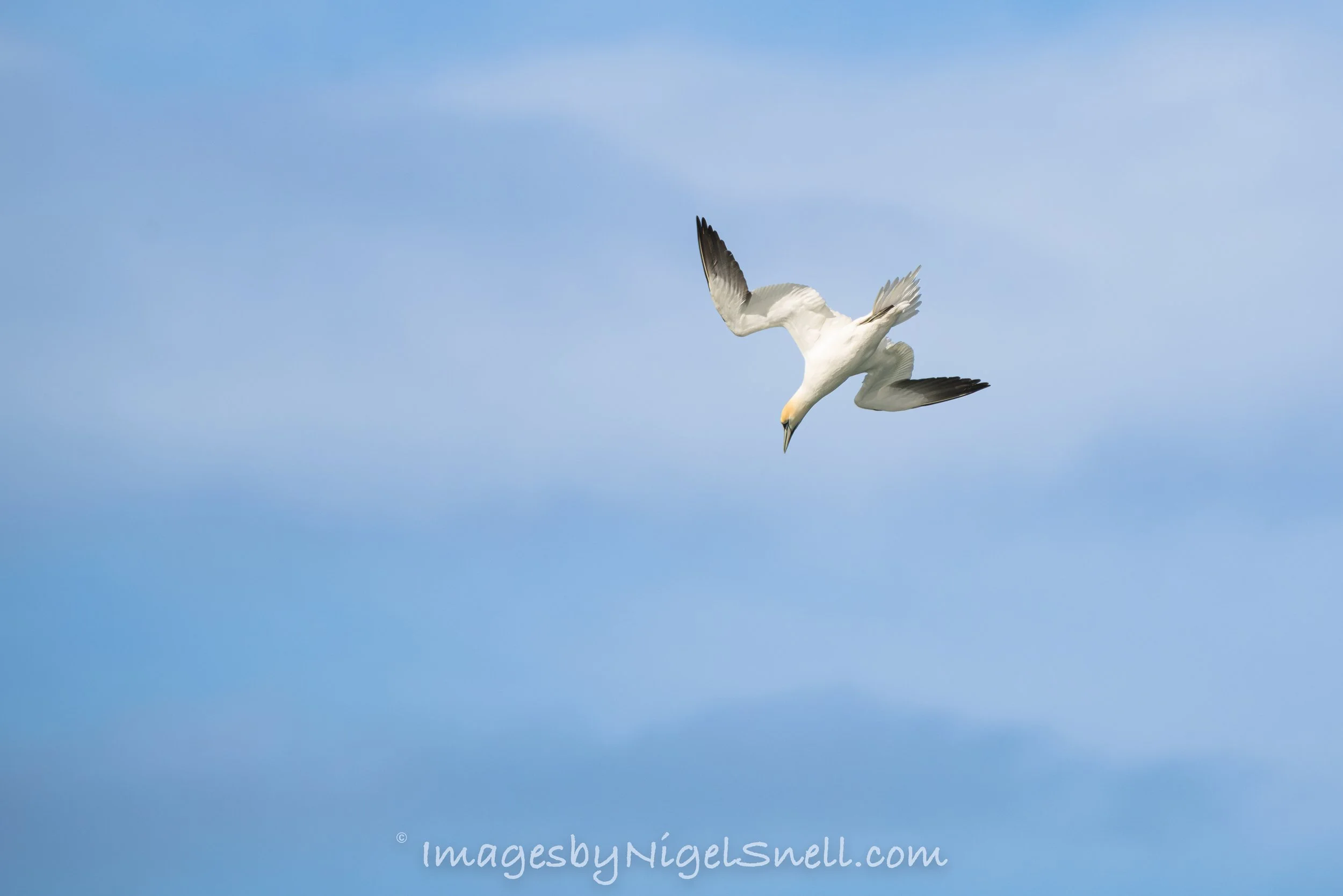 Gannet 5565
