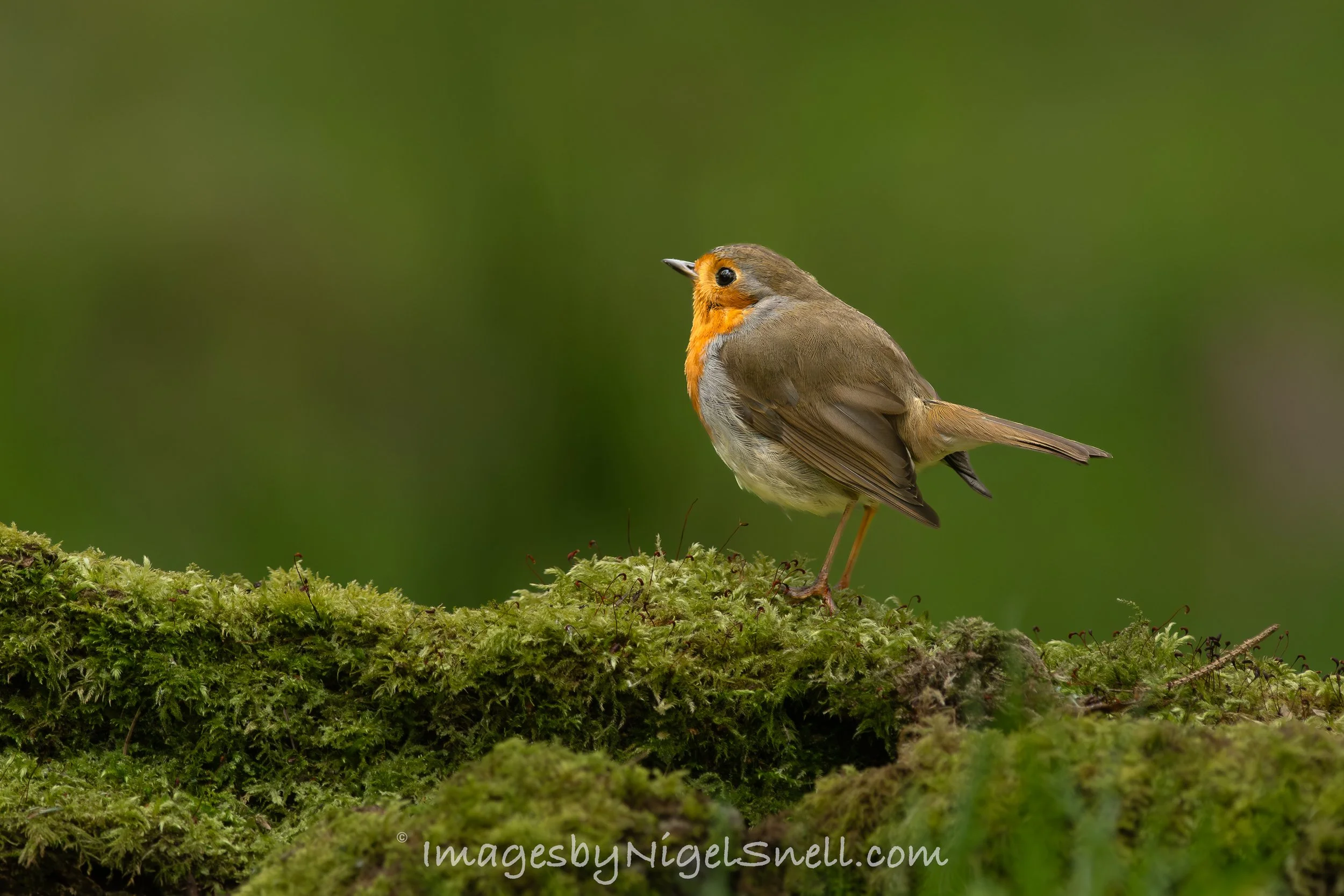 Robin 2879