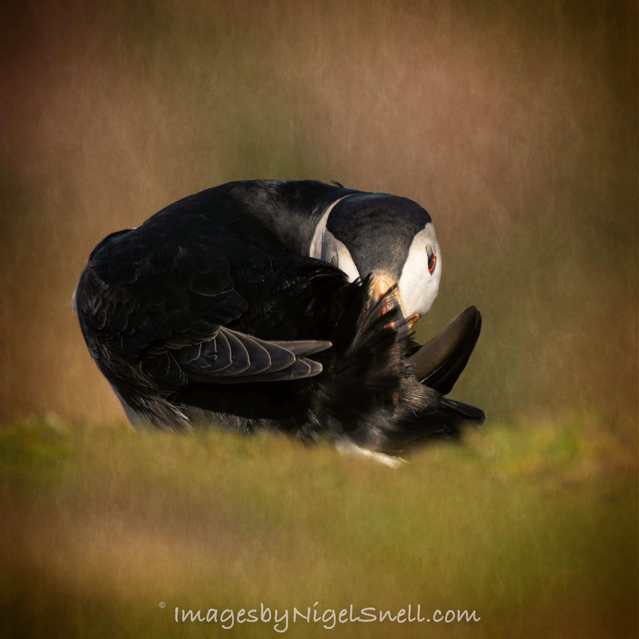 Puffin preening 6863