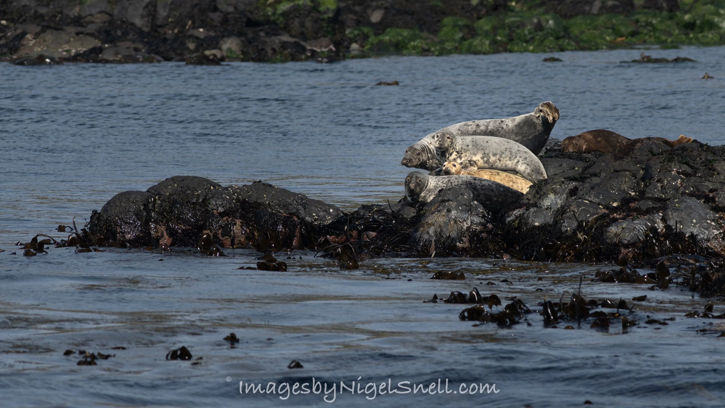 Grey Seals 5064