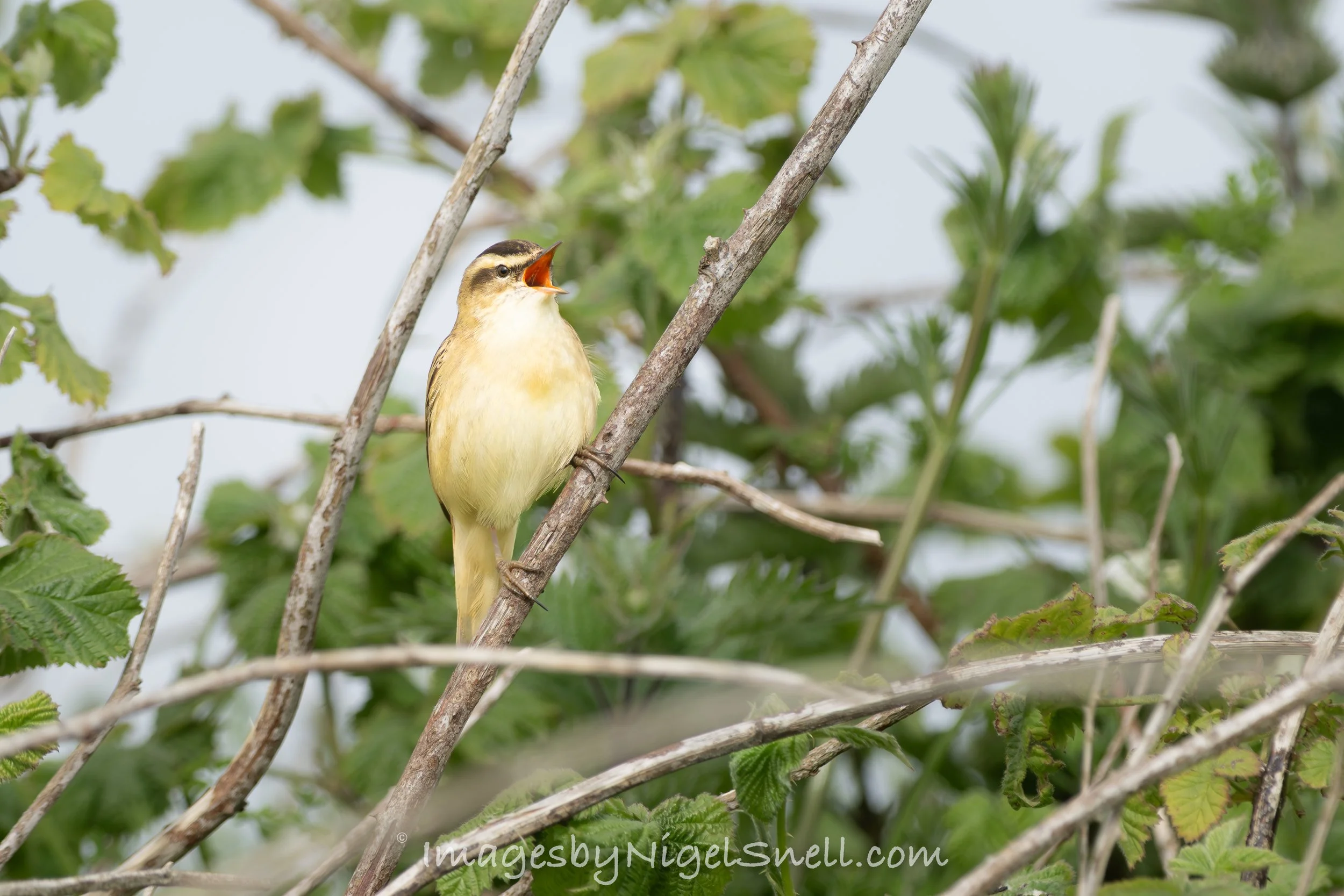 Sedge Warbler 6352
