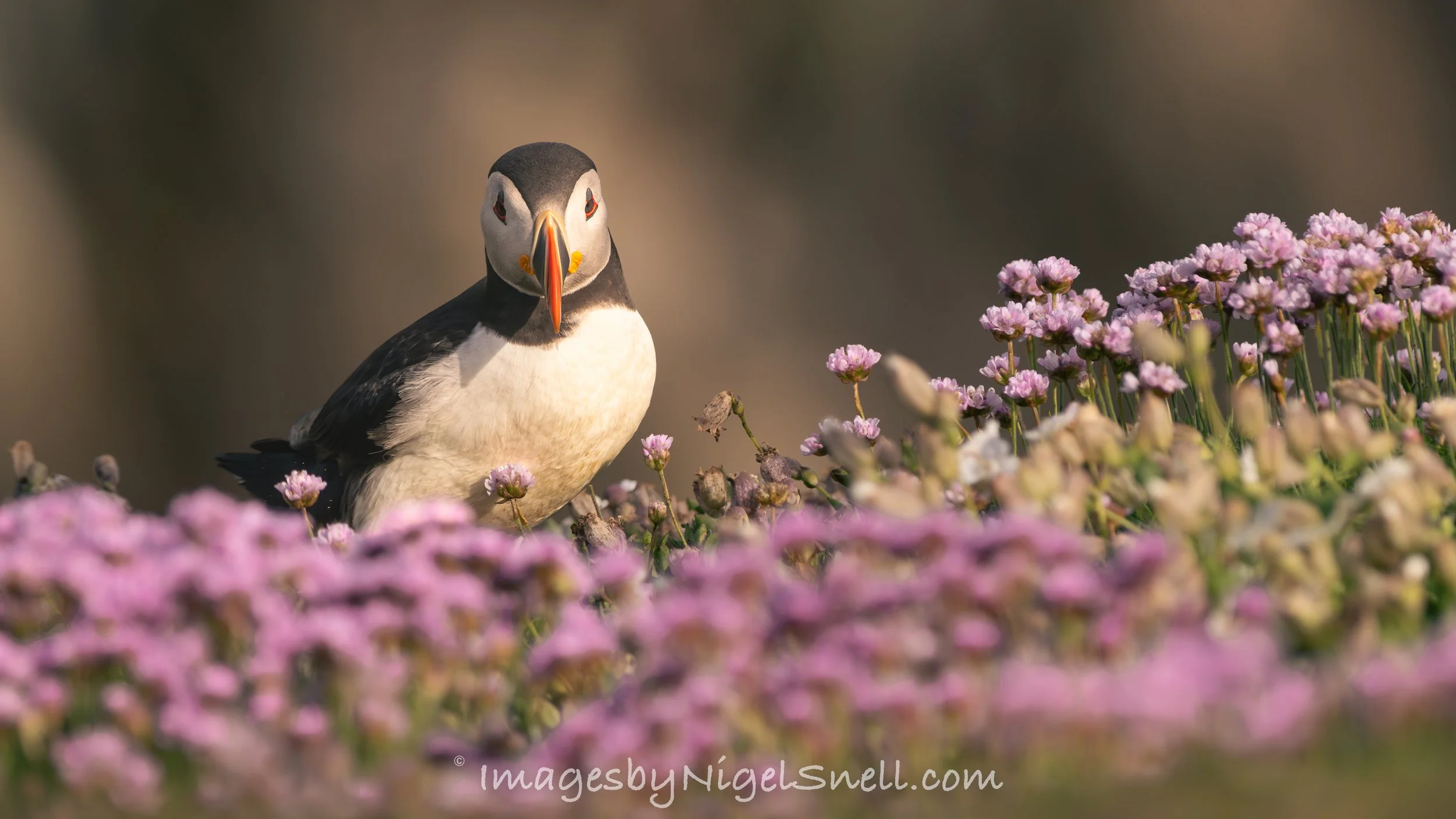 Puffin 6904