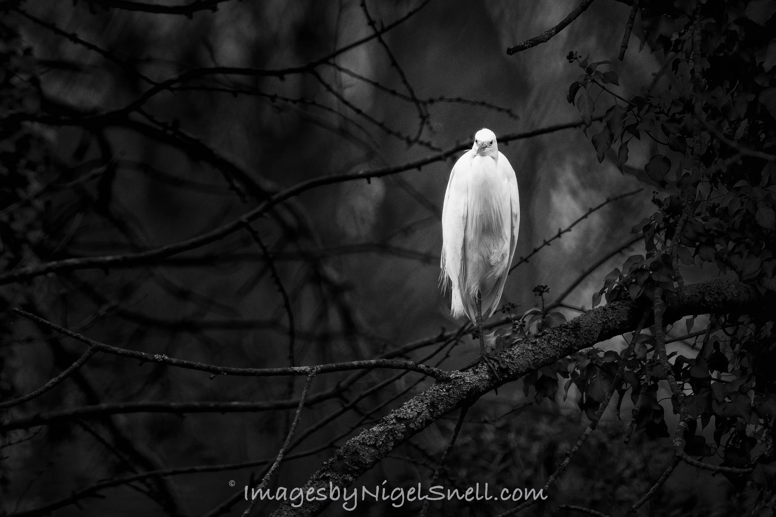 Little Egret 4591