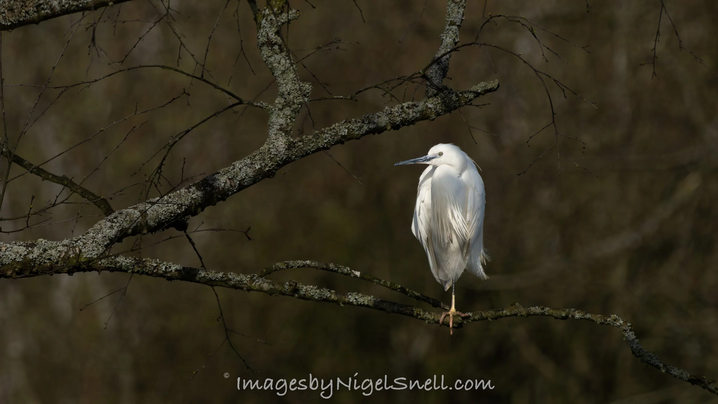 Little Egret 4297