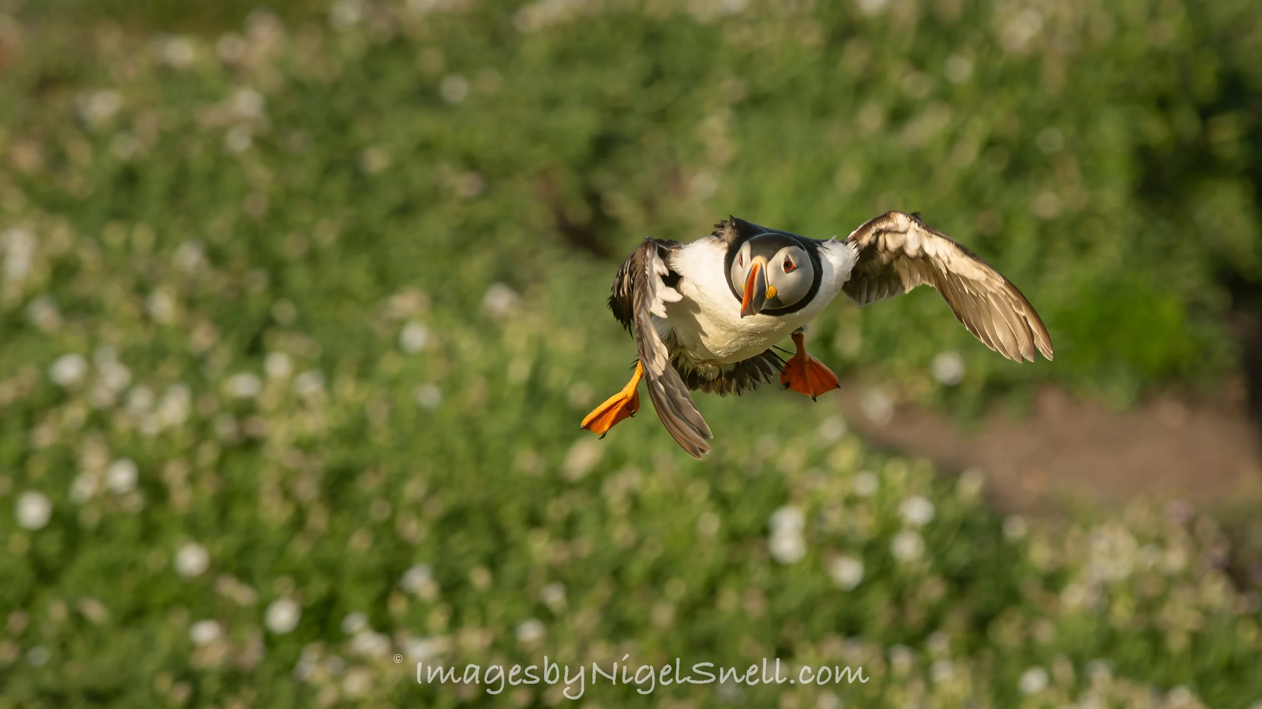 Puffin in flight 9644
