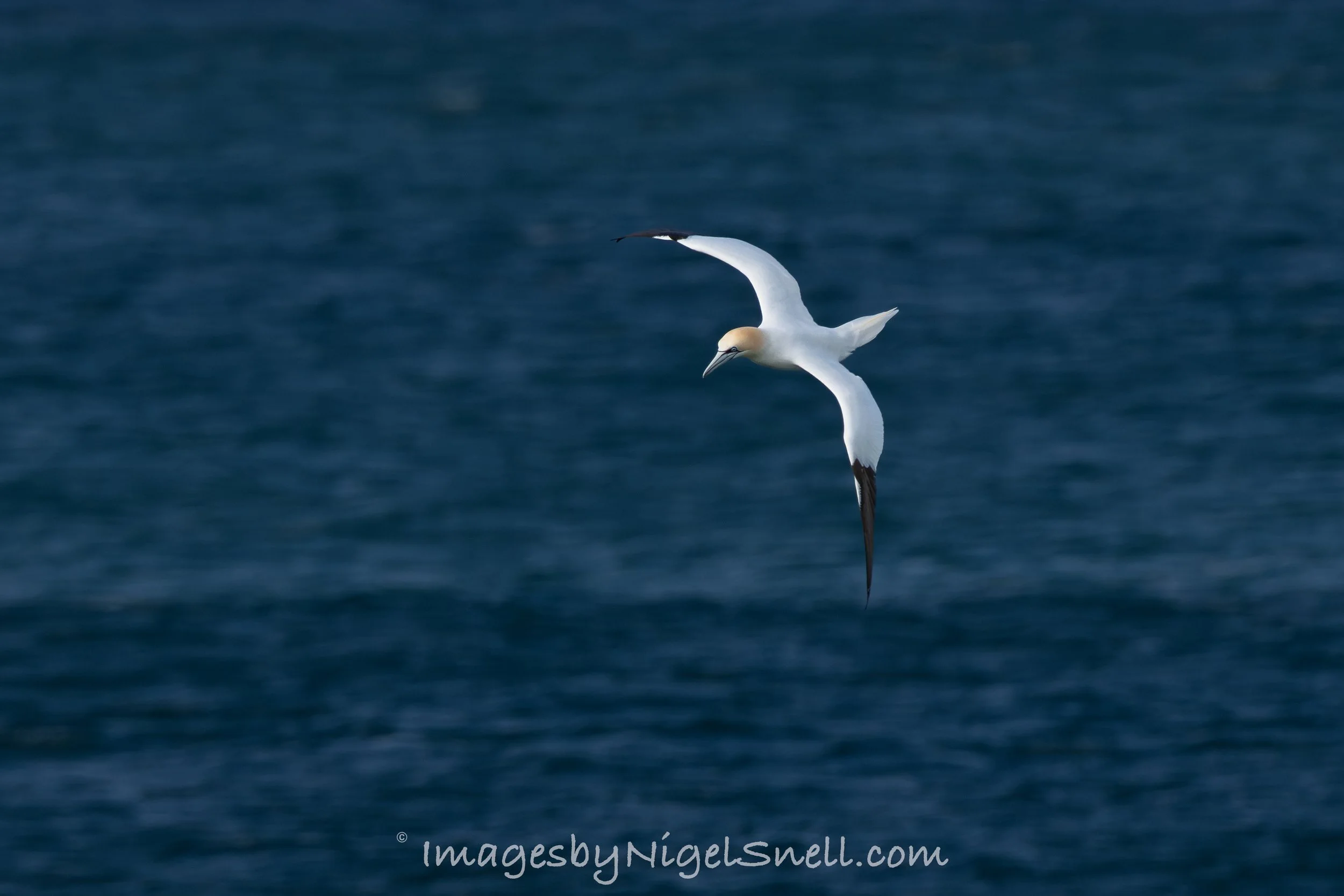 Gannet 6154