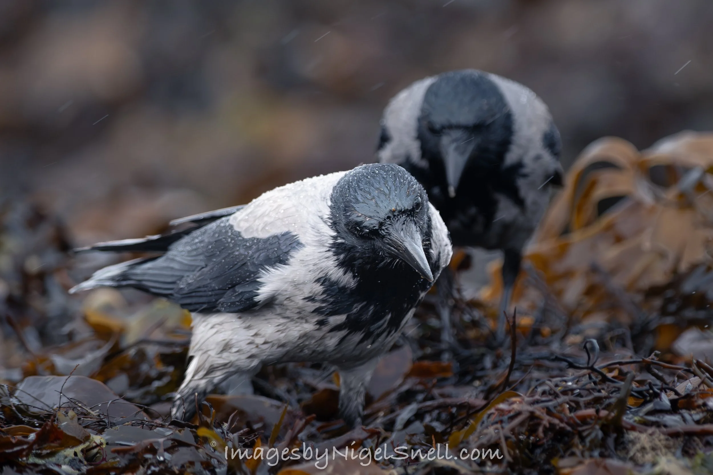 Hooded Crow  0766